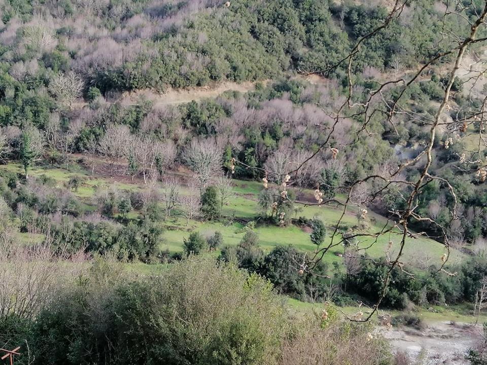 فيلا Platanoussaفي Ktimata Evdoxia المظهر الخارجي الصورة